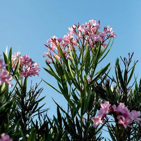 Charmante Maison Idealement Situee Tatil Evi